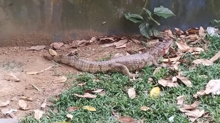 Jacaré é flagrado ‘passeando’ na Ponta Negra