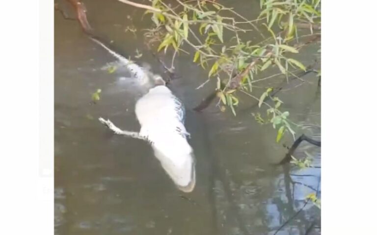 Vídeo: pescadores flagram piranhas devorando jacaré em rio