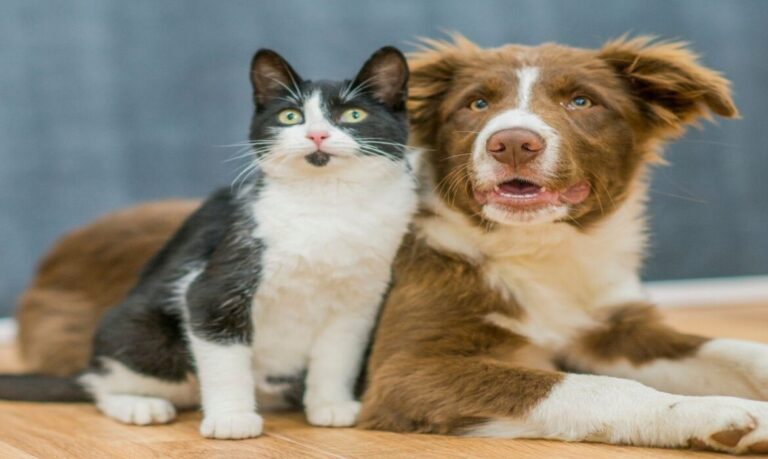 Páscoa consciente: veterinária orienta sobre não dar chocolate para cães e gatos