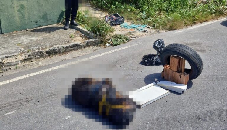 Polícia procura suspeito de matar cadela e deixá-la amarrada dentro de sacola em Manaus