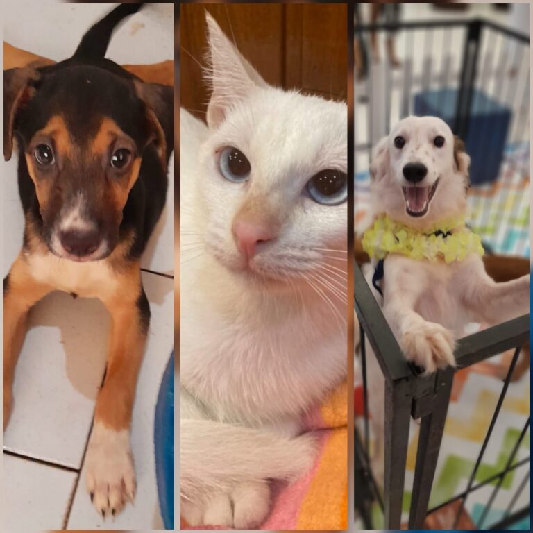 Nova Era realiza Arraial Pet, com desfile caipira, prêmios e espaço para adoção neste sábado (20)